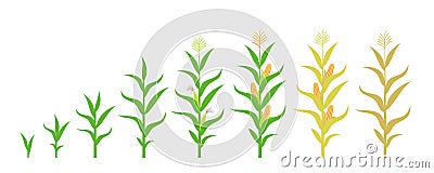 Cycle of growth of a corn. Isolated corn on white background Vector Illustration